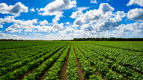 ACMAD Predicts Early Rains in Sahel, Raising Hopes for Farmers and Food Security